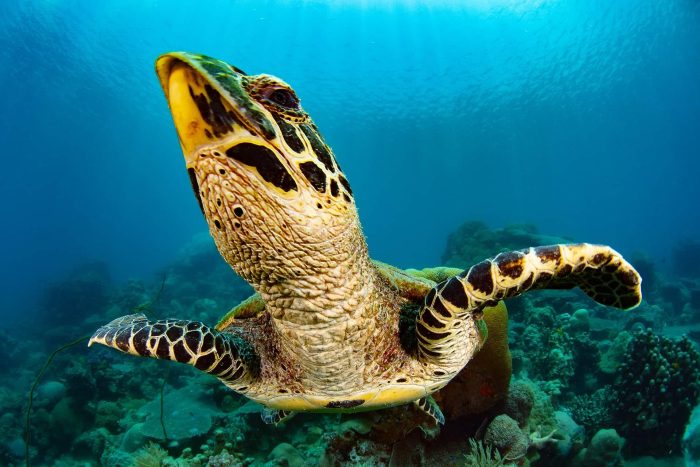 Tortue lors d'une plongée sous-marine