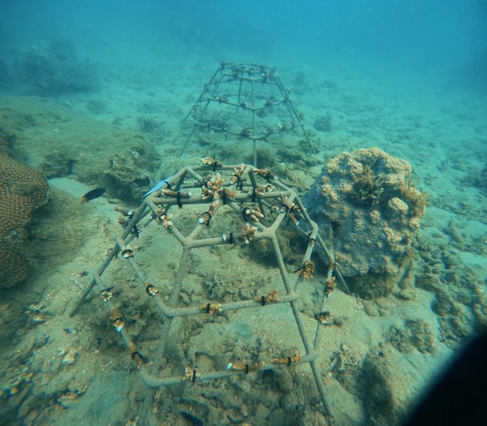Structure corail lors d'une session de snorkeling